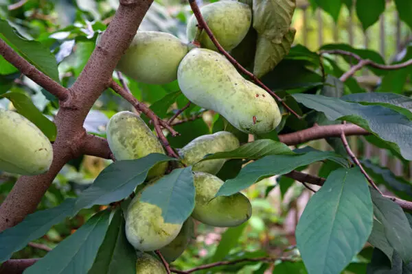 Asimina triloba<span> - </span>Common Pawpaw  (B&B.DR.H.M.OP)