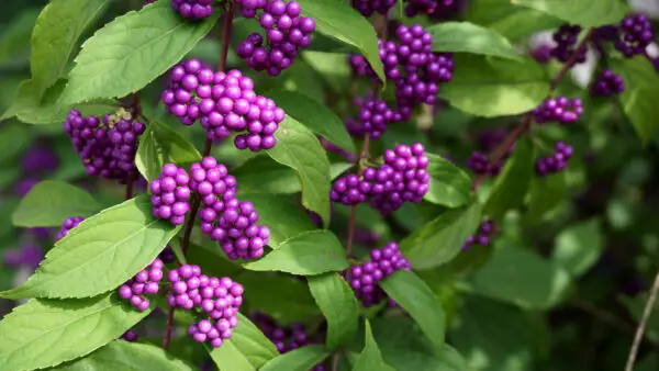 Callicarpa americana<span> - </span>American Beauty Berry (B&B.DRGHT.M.OP)