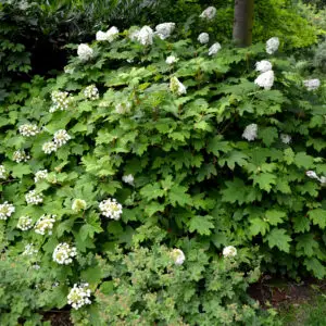 Hydrangea quercifolia<span> - </span>Oakleaf Hydrangea (B&B.DRGHT.H.OP)