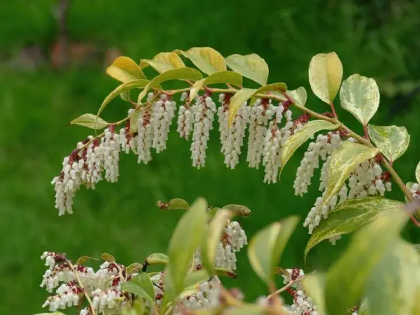 Leucothoe fontanesiana<span> - </span>Mountain Doghobble  (B&B.CVR.DR.EVR.FC.FRG.H.NB.OP.SHWY)