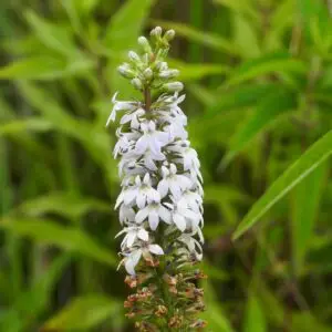 Lobelia spicata<span> - </span>Pale-spiked Lobelia (BTF)