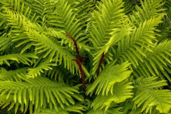 Osmundastrum cinnamomeum<span> -  </span>Cinnamon Fern (B.CVR.DR.H.M.MTH.NST.SHWY)