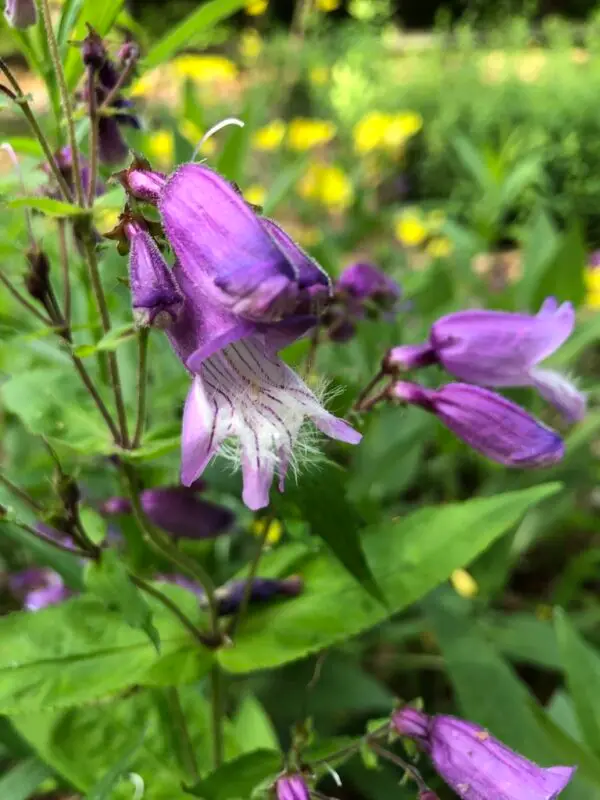 Penstemon laevigatus<span> - </span>Eastern Smooth Beardtongue (B&B.DR.DRGHT.H.HMR.NB.OP.RR)