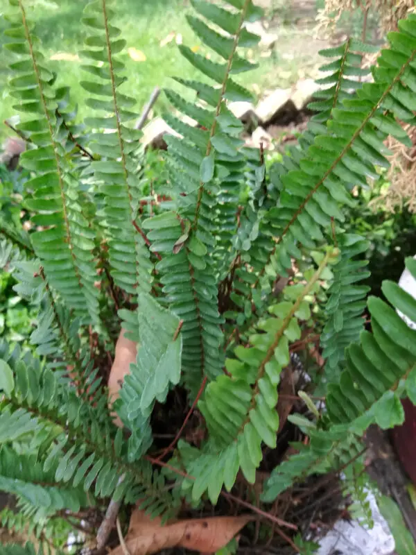 Polystichum acrostichoides<span> - </span>Christmas Fern (B.CVR.DR.EVR.RR)