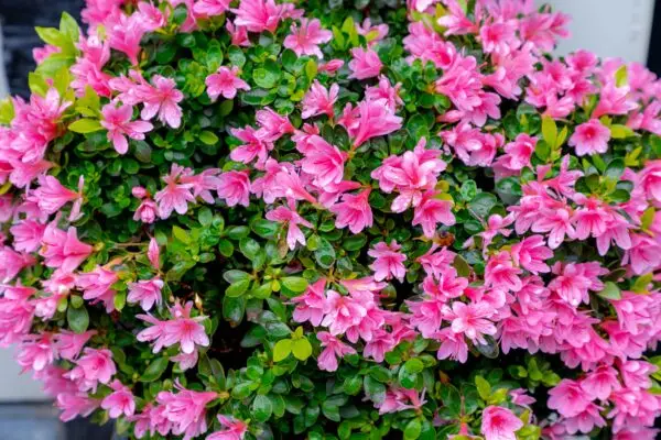 Rhododendron alabamense<span> - </span>Alabama Azalea  (B&B.FRG.H.HMR.NB.OP.RR)