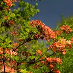 Rhododendron austrinum<span> - </span>Florida Azalea  (B&B.DRGHT.FRG.H.HMR.NB.OP.RR.SHWY)