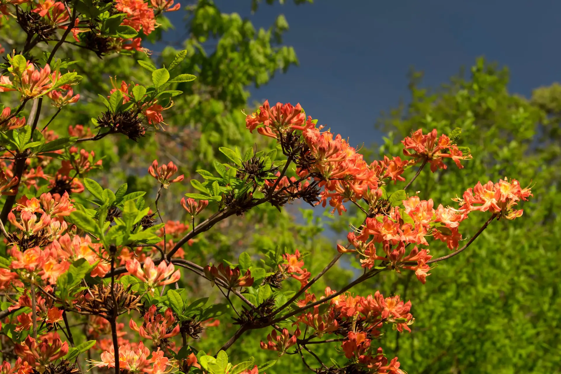 Rhododendron austrinum<span> - </span>Florida Azalea (B&B.DRGHT.FRG.H.HMR.NB.OP.RR.SHWY)