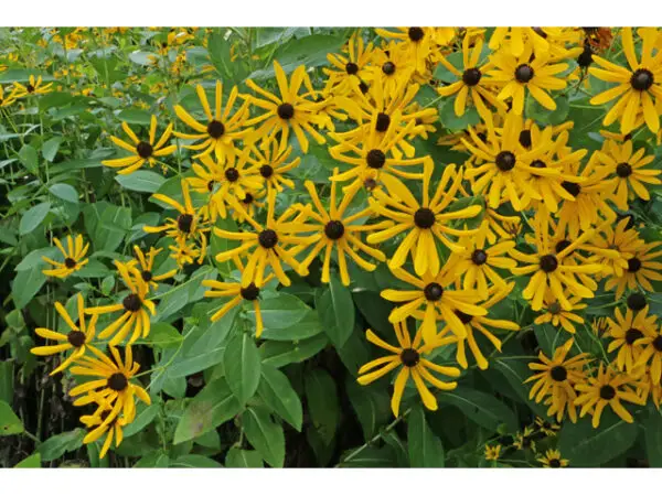 Rudbeckia auriculata<span> - </span> Earred Coneflower (B&B.DR.H.M.NB.OP)