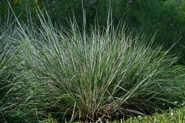 Schizachyrium scoparium<span> - </span>Little Bluestem  (B&B.BW.D.DRG.FC.H.M.OP)