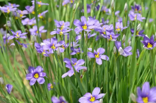 Sisyrinchium angustifolium 'Swanee'<span> - </span>Blue-eyed Grass 'Swanee' (B&B.DR.DRGHT.EC.EVR.GRD.H.NB.OP.RR)