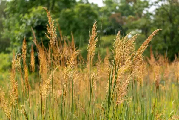 Sorghastrum nutans<span> - </span>Indiangrass (B&B.BW.CVR.DR.DRGHT.EC.FC.H.M.NB.M.OP.SHWY)