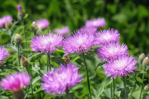 Stokesia laevis<span> - </span>Stokes Aster (BTF.DR.DRGHT.NB.OP.RR)