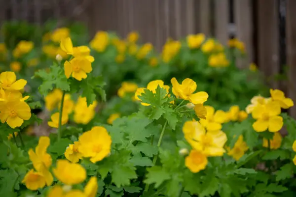 Stylophorum diphyllum<span> - </span>Celandine Poppy (H.M.NB.OP)