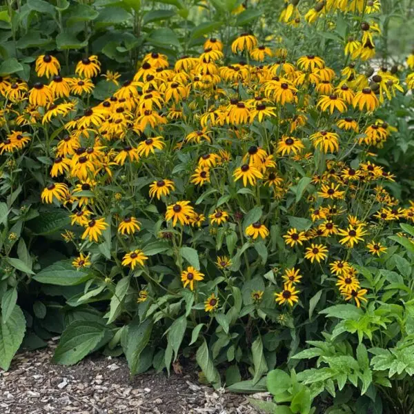 Rudbeckia fulgida 'Goldstrum'<span> - Black-eyed Susan 'Goldstrum'</span>(B&B.DR.DRGHT.NB.OP)