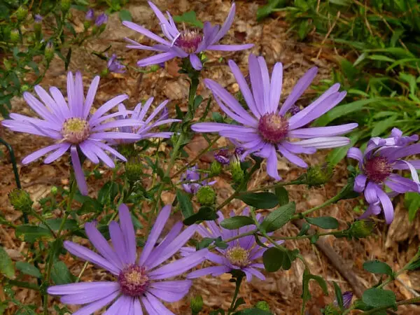 Symphyotrichum georgianum<span> - Georgia Aster </span>(B&B.DR.DRGHT.H.M.NB.OP.SHWY)