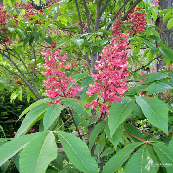 Aesculus pavia<span> - </span>Red Buckeye (B&B.DR.HMR.M.NB.OP)