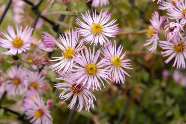 Ampelaster carolinianus<span> - Climbing Aster</span>(B&B.DR.DRGHT.HMR.OP)