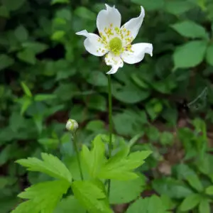 Anemone virginiana<span> - Tall Windflower </span>(BTF.DR.GRD.RR)