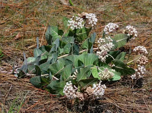 Asclepias humistrata<span> - Sand-hill Milkweed </span>(B&B.DR.DRGHT.H.MTH.NB.OP.RR)