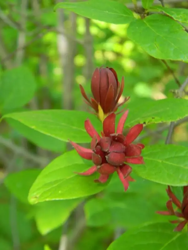 Calycanthus americana<span> - </span>Common Sweetshrub (B&B.DR.OP)