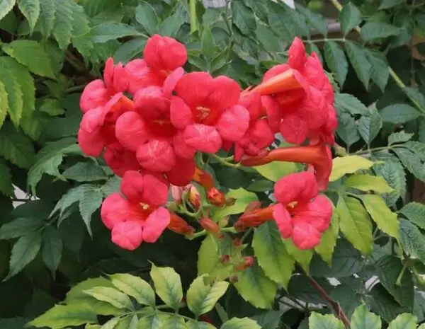 Campsis radicans<span> - Trumpet Creeper</span>(BTF.DR.DRGHT.H.HMR.NB.OP)