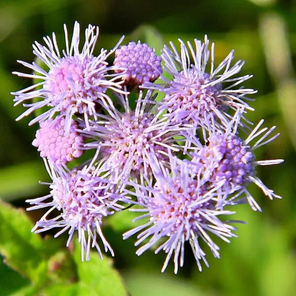 Conoclinium coelestinum<span> - Ageratum</span>(B&B.DR.DRGHT.GRDCVR.NB)