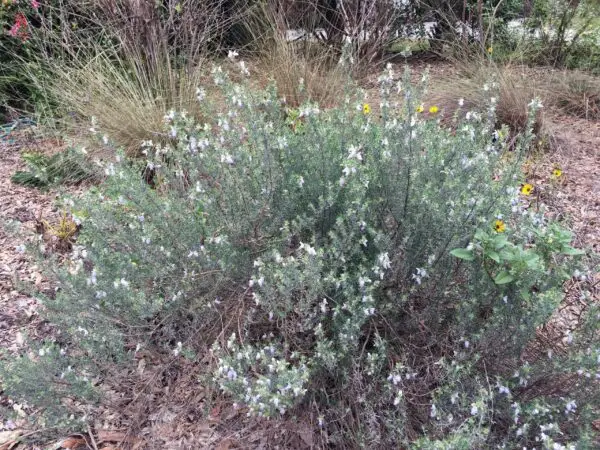 Conradina glabra<span> - Endangered Appalachicola False Rosemary</span>(B&B.DR.DRGHT.FRG.NB.OP)