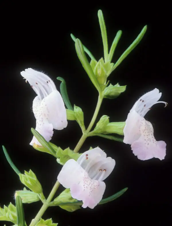 Conradina glabra<span> - Endangered Apalachicola False Rosemary</span>(B&B.DR.DRGHT.FRG.NB.OP)