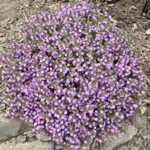Conradina verticillata<span> - Cumberland False Rosemary</span>(B&B.DR.DRGHT.FRG.NB.OP)