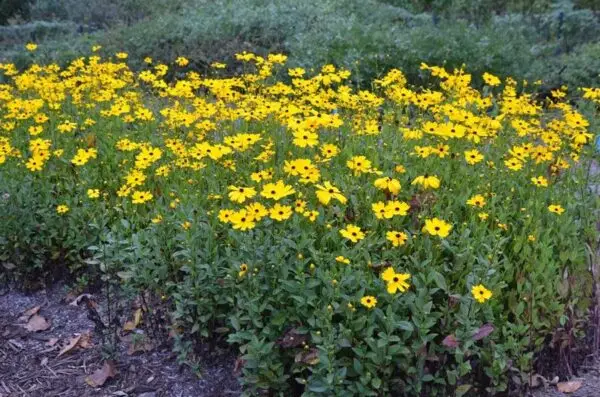 Coreopsis integrifolia<span> - Fringeleaf Tickseed </span>(B&B.DR.DRGHT.GRDCVR.NB)