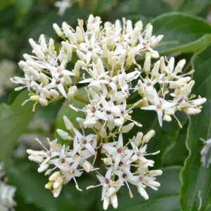Cornus amomum<span> - </span>Silky Dogwood (B&B.BW.DR.FC.H.M.MTH.NB.OP)