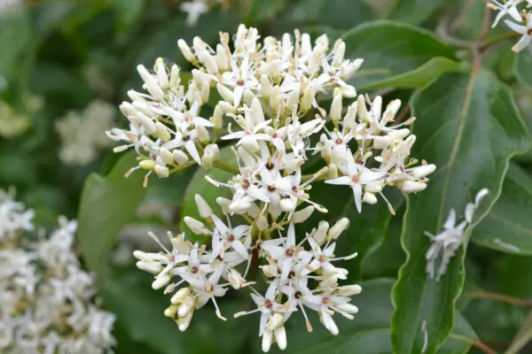 Cornus amomum<span> - </span>Silky Dogwood (B&B.BW.DR.FC.H.M.MTH.NB.OP)