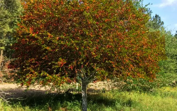 Crataegus aestivalis<span> - </span>Eastern Mayhaw (B&B.CVR.DR.DRGHT.FC.FRT.H.M.N.NST.OP)