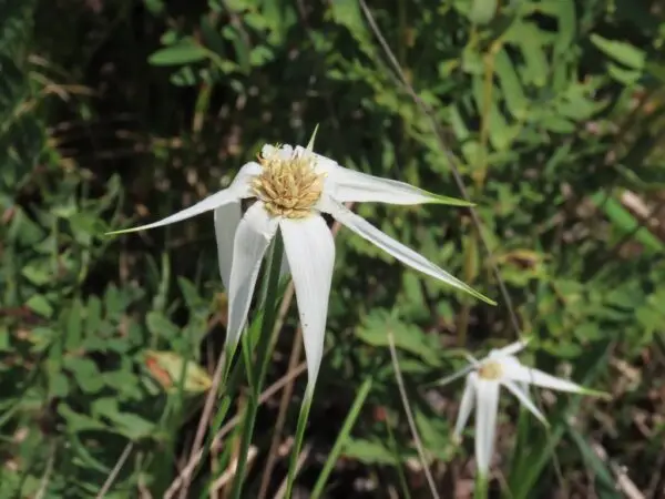 Dichromena latifolia<span> - White-topped Sedge </span>(BTF.DR.EC.OP.RR)