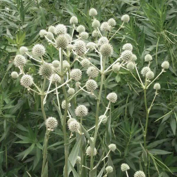 Eryngium yuccifolium<span> - Rattlesnake Master</span>(B&B.DR.DRG.EC.H.MTH.NB.OP.RR.SHWY.SPC)