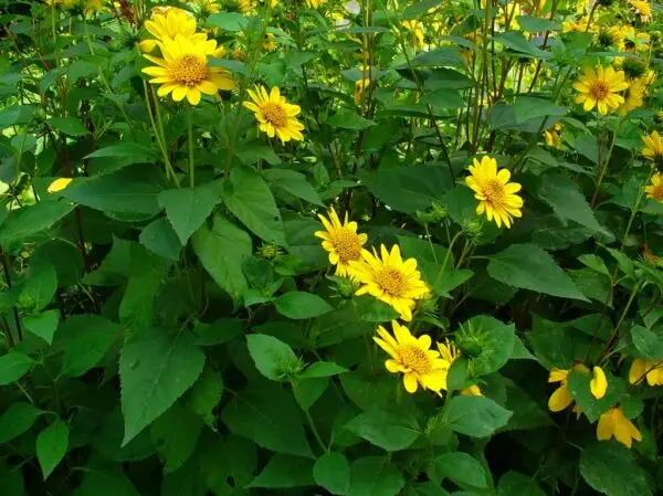 Helianthus decapetalus<span> - Forest Sunflower </span>(B&B.DR.DRGHT.H.NB.OP)