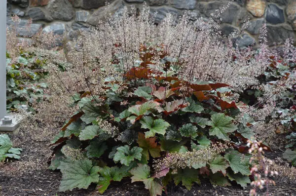 Heuchera villosa ‘Autumn Bride’<span> - Hairy Alumroot ‘Autumn Bride’ </span>(BTF.BW.DR.DRGHT.EVRGRN.H.NB.OP.RR)