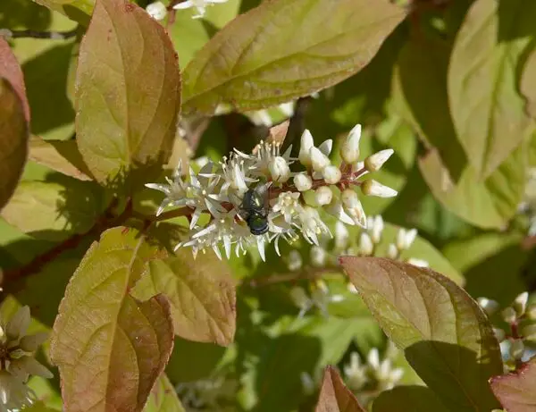 Itea virginica 'Little Henry'<span> - </span>Virginia Sweetspire  'Little Henry'  (B&B.DR.FC.FRG.H.HMR.M.OP.SHWY)