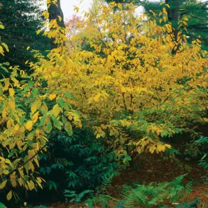 Lindera benzoin<span> - </span>Northern Spicebush    (B&B.DR.FC.H.M.OP)