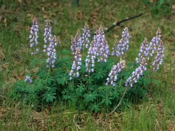 Lupinus perennis<span> - </span>Wild Lupine (B&B.DR.DRGHT.EC.H.HMR.M.NB.OP)