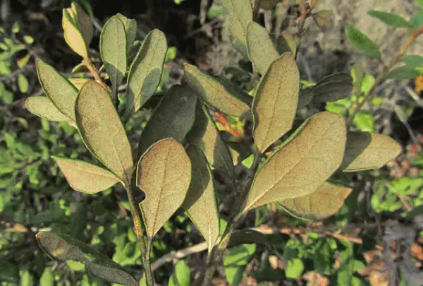 Lyonia ferruginea<span> - </span>Rusty Staggerbush (B&B.DR.FC.FRG.H.M.NB.OP)