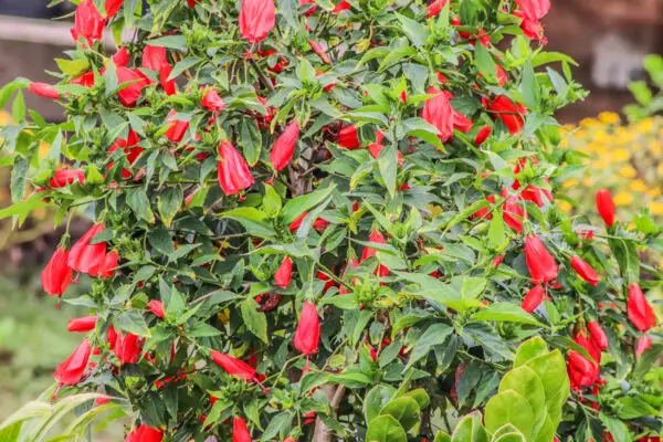 Malvaviscus arboreus<span> - </span>Turk's Cap (B&B.CVR.DR.H.M.NB.OP)