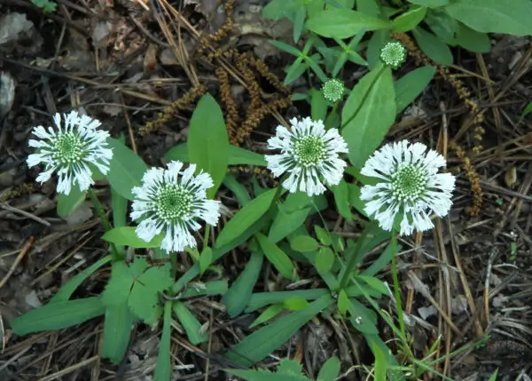 Marshallia obovata<span> - </span>Piedmont Barbara's Buttons (B&B.DR.GRD.H.M.NB.OP)