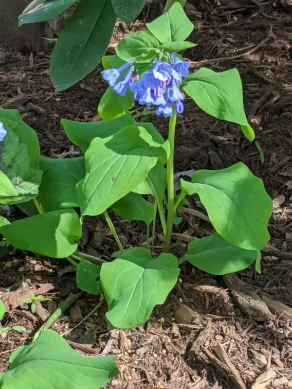 Mertensia virginica<span> - Virginia Bluebells</span>(B&B.BW.DRGHT.H.MTH.NB.OP.RR)