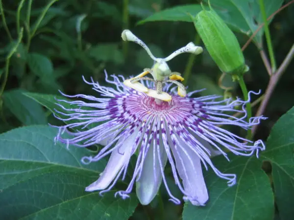 Passiflora incarnata<span> - Passion Flower </span>(B&B.DR.H.HMR.M.NB.OP)