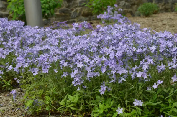 Phlox divaricata 'Blue Moon'<span> - Wild Blue Phlox 'Blue Moon'</span>(B&B.DR.EC.FRG.GRD.H.HMR.M.NB.OP)