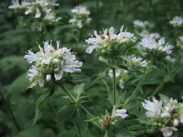 Pycnanthemum verticillatum var.pilosum<span> - Hairy Mountain Mint </span>(B&B.DR.DRGHT.H.NB.OP)