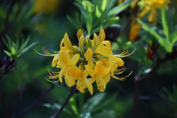 Rhododendron austrinum<span> - </span>Florida Azalea  (B&B.DRGHT.FRG.H.HMR.NB.OP.RR.SHWY)