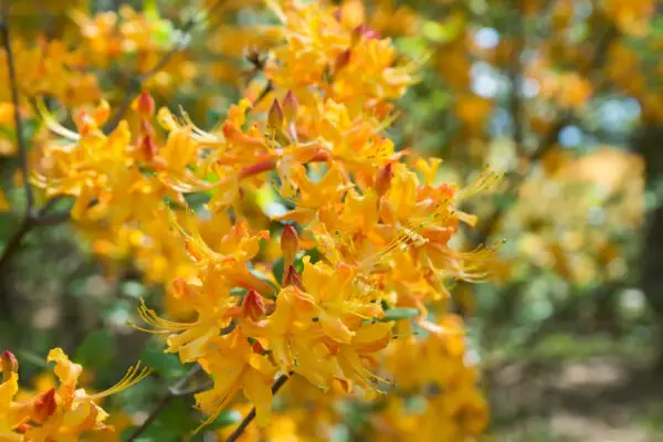 Rhododendron austrinum 'Yellow'<span> - </span>Florida Azalea 'Yellow' (B&B.DRGHT.FRG.H.HMR.NB.OP.RR.SHWY) (Copy)