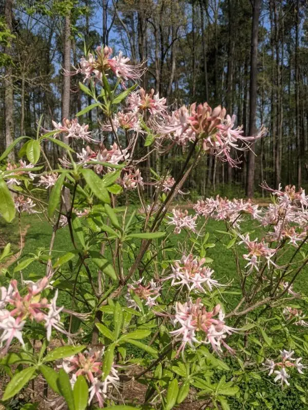 Rhododendron canescens<span> - </span>Flame Azalea  (B&B.DR.FRG.H.HMR.M.NB.OP.RR)